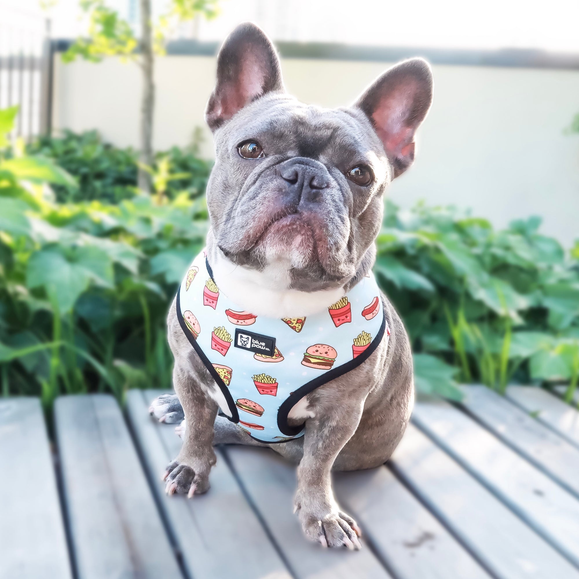 Reversible Dog Harness - Cheat Day (Blue Paw Co. - FINAL SALE)