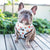 Reversible Dog Harness - Cheat Day (Blue Paw Co. - FINAL SALE)