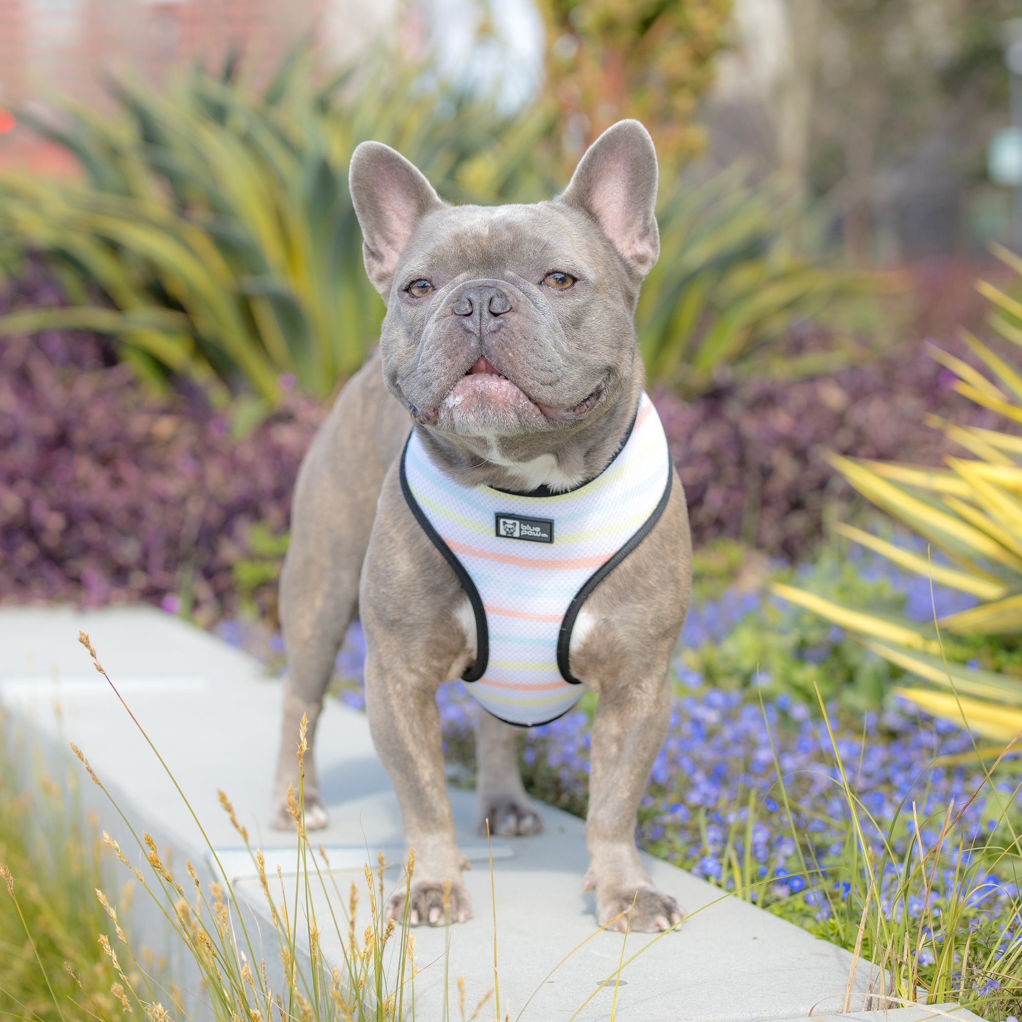 Reversible Dog Harness - Avocado Toast (Blue Paw Co. - FINAL SALE)