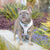 Reversible Dog Harness - Avocado Toast (Blue Paw Co. - FINAL SALE)