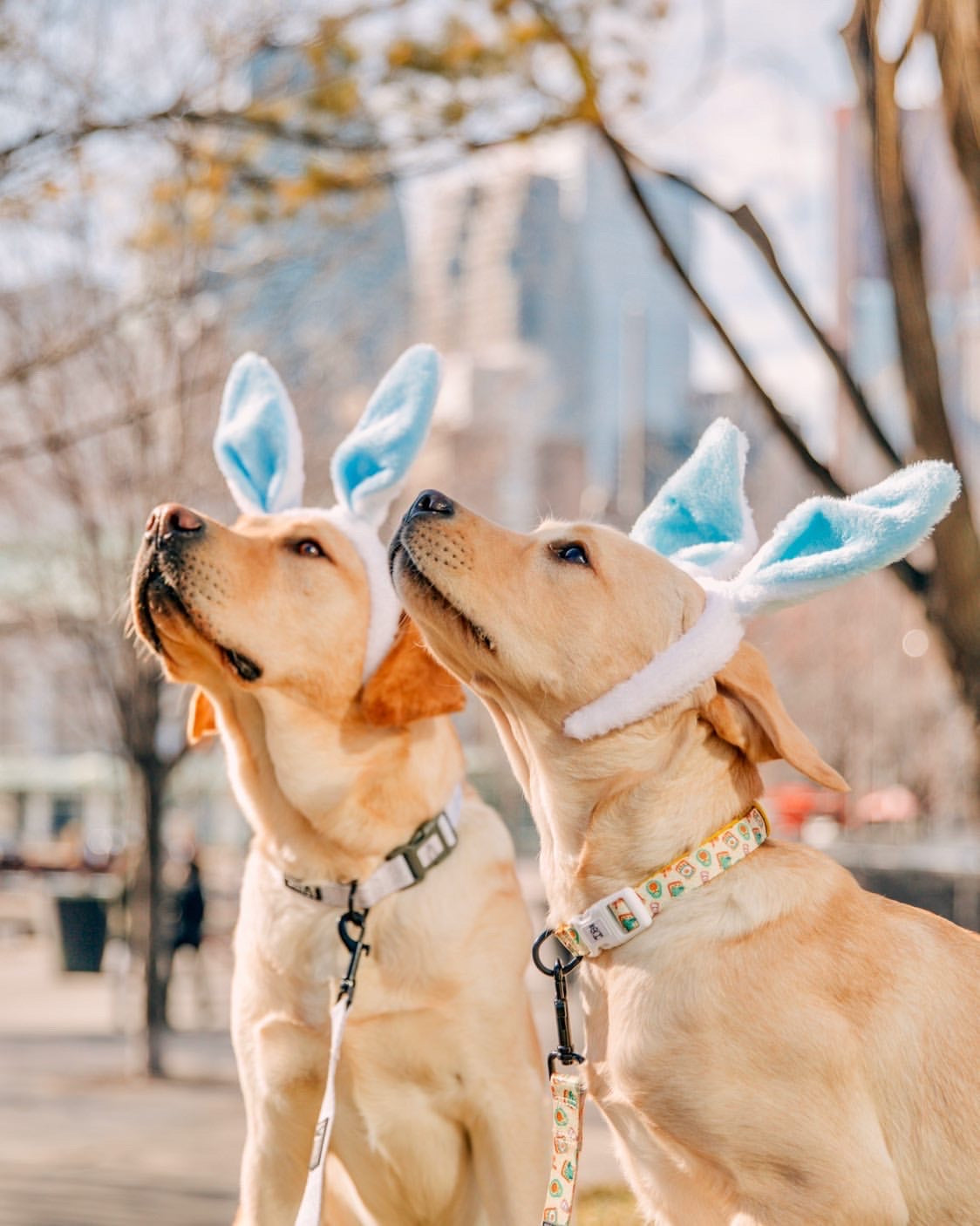 Dog Collar - Avocado Toast (Blue Paw Co. - FINAL SALE)