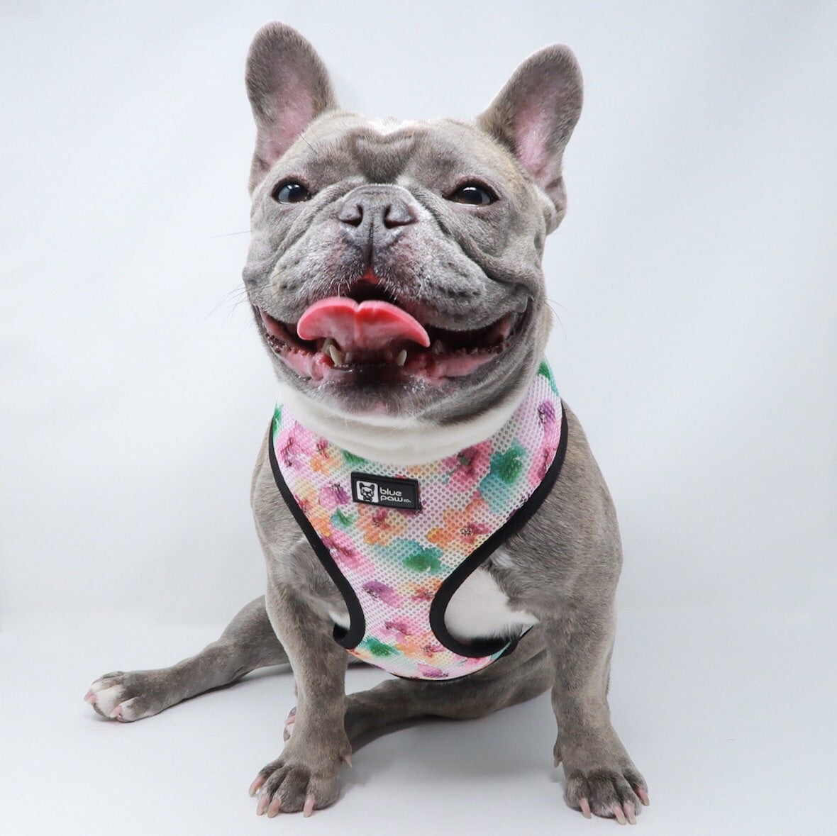 Classic Dog Harness - Full Bloom (Blue Paw Co. - FINAL SALE)