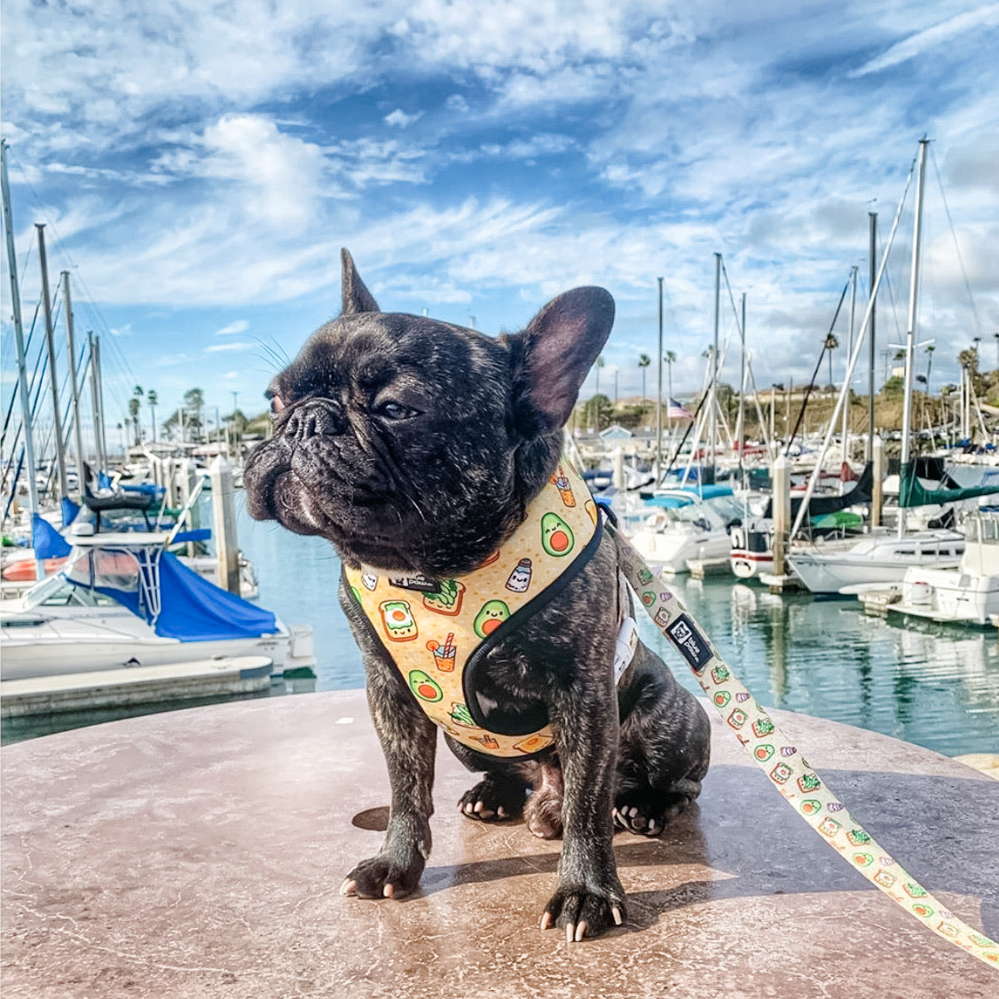 Reversible Dog Harness - Avocado Toast (Blue Paw Co. - FINAL SALE)