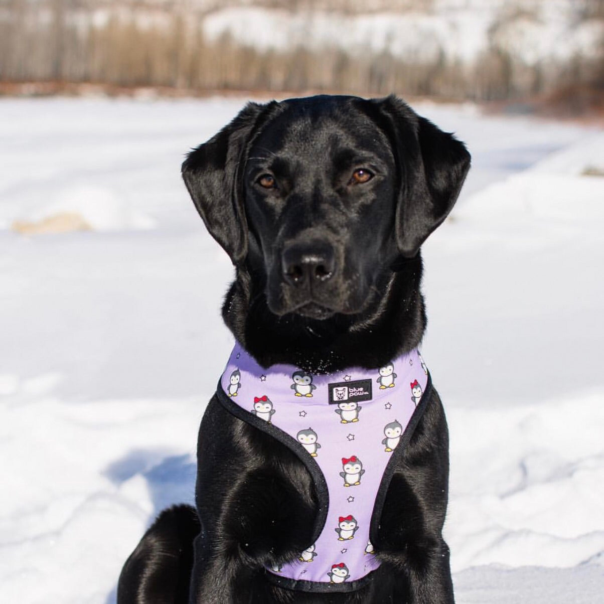 Reversible Dog Harness - Frosty Feet (Blue Paw Co. - FINAL SALE)