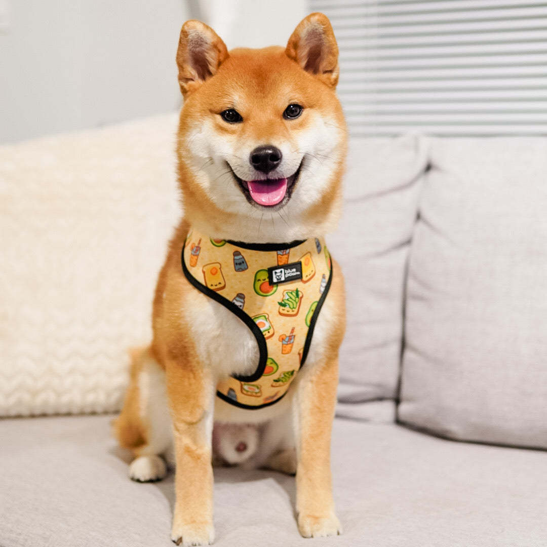 Reversible Dog Harness - Avocado Toast (Blue Paw Co. - FINAL SALE)
