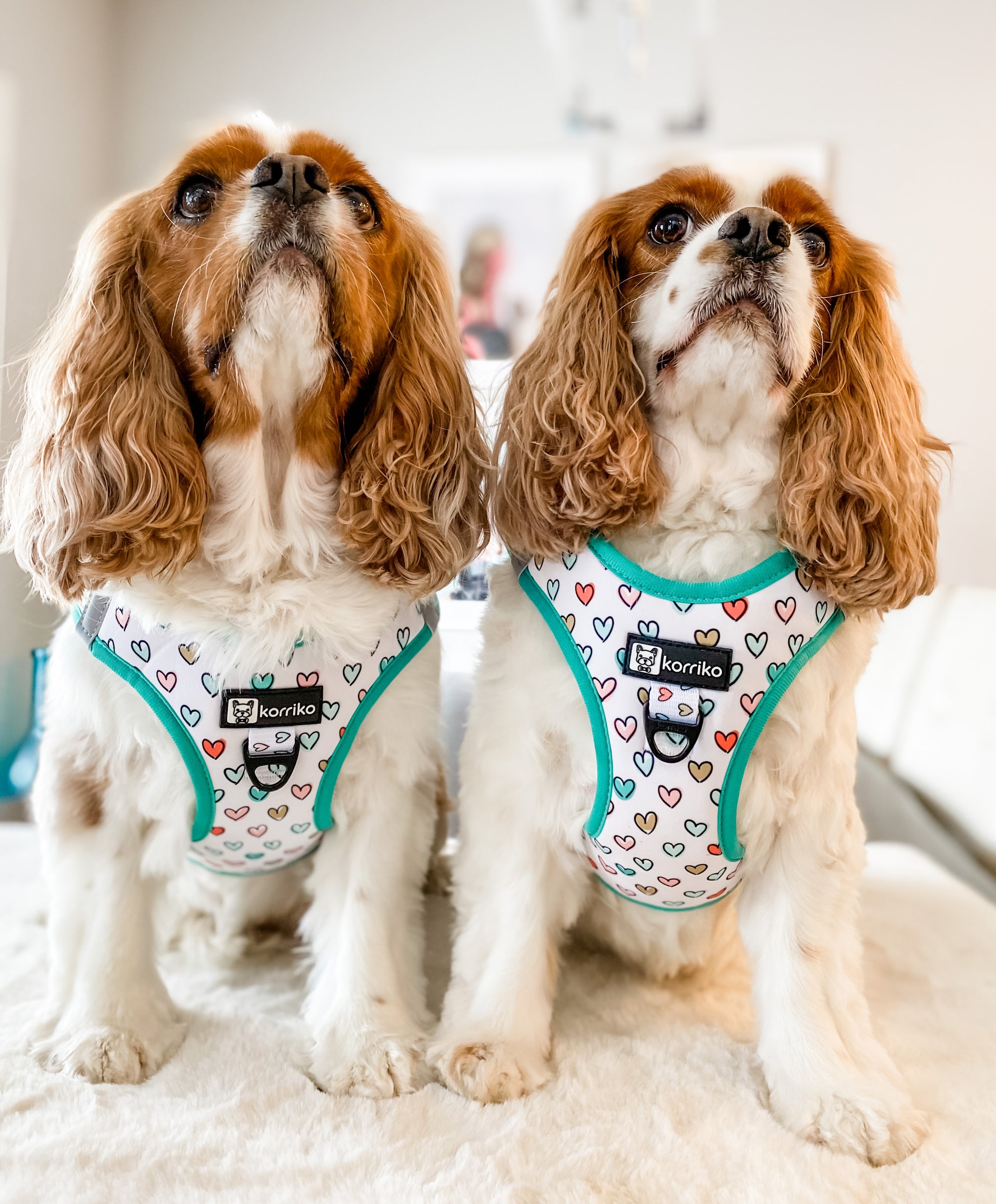 Step-In Dog Harness - Feel The Love