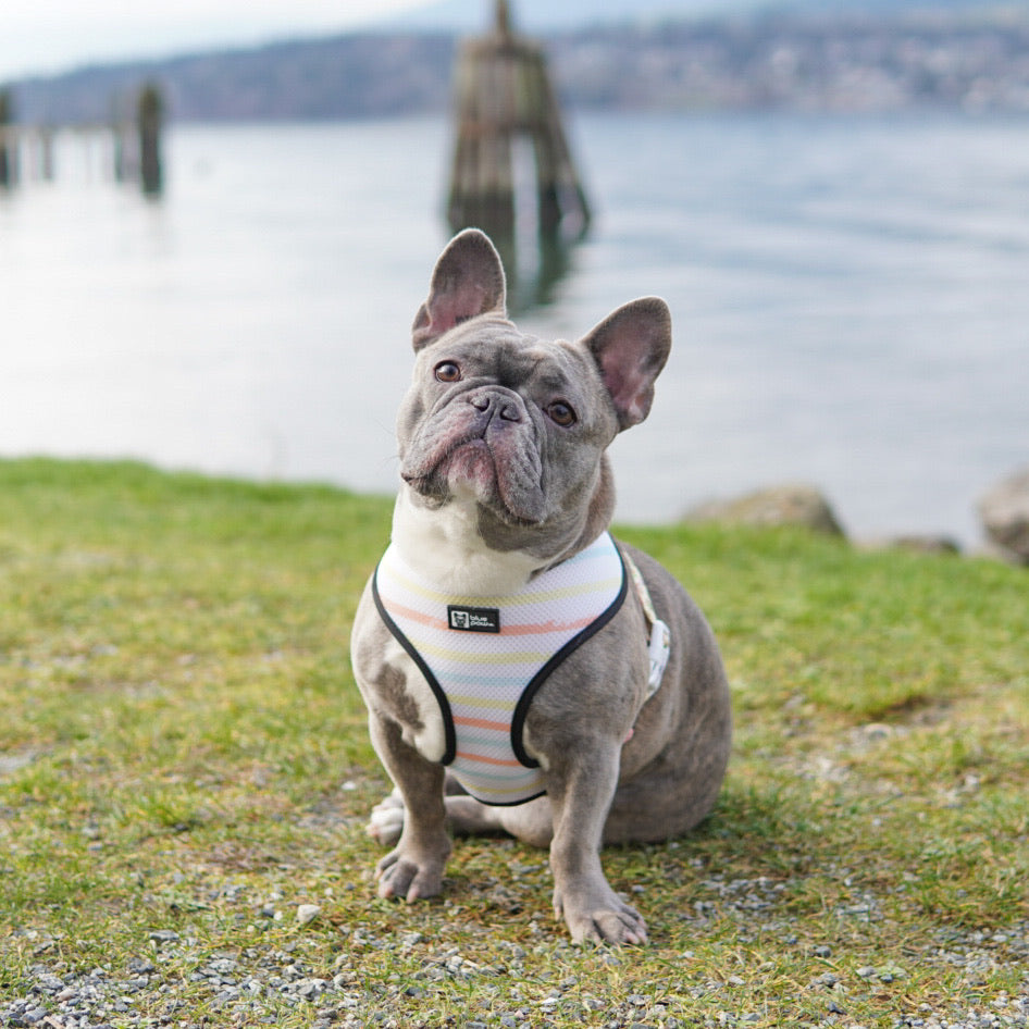 Reversible Dog Harness - Avocado Toast (Blue Paw Co. - FINAL SALE)