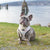 Reversible Dog Harness - Avocado Toast (Blue Paw Co. - FINAL SALE)