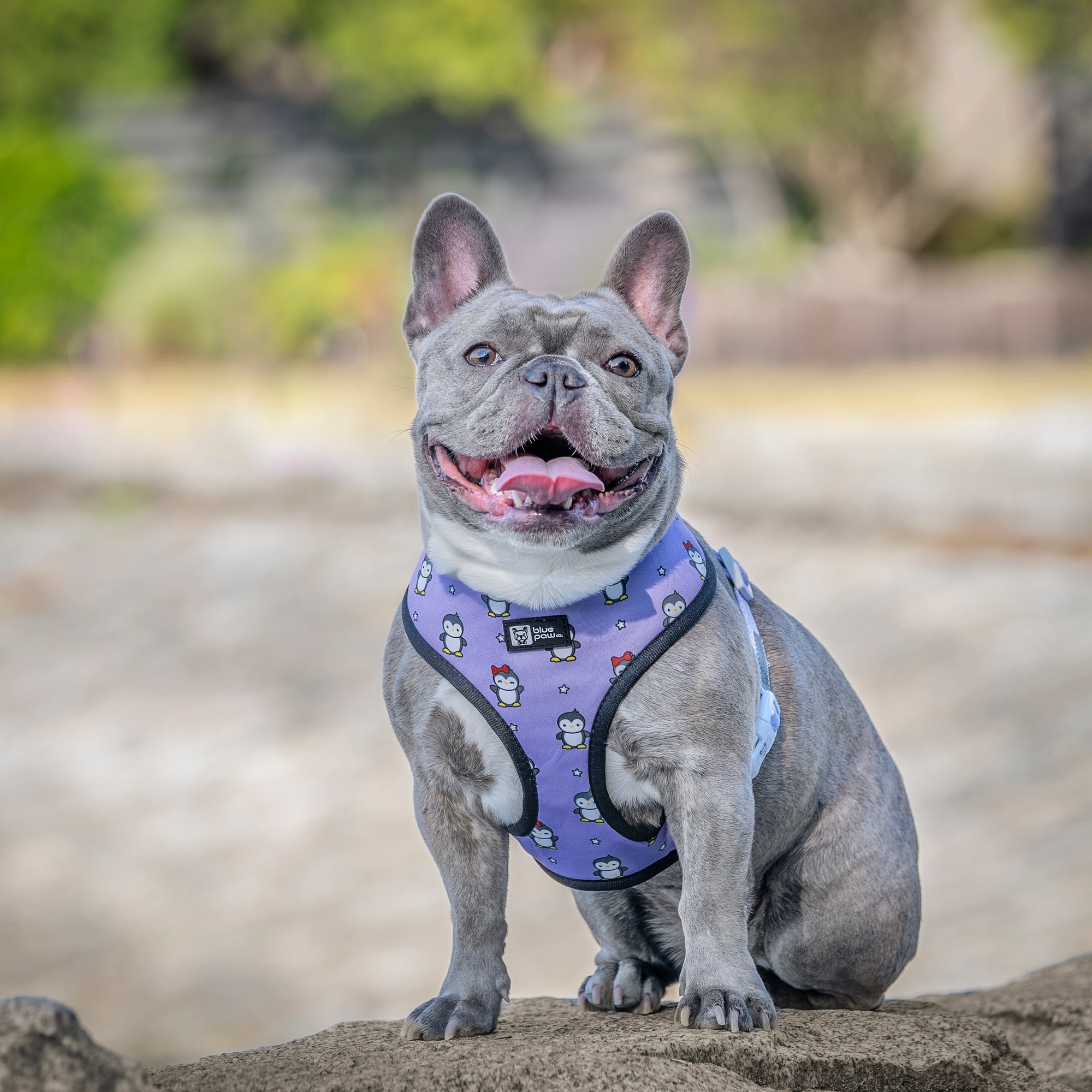 Reversible Dog Harness - Frosty Feet (Blue Paw Co. - FINAL SALE)