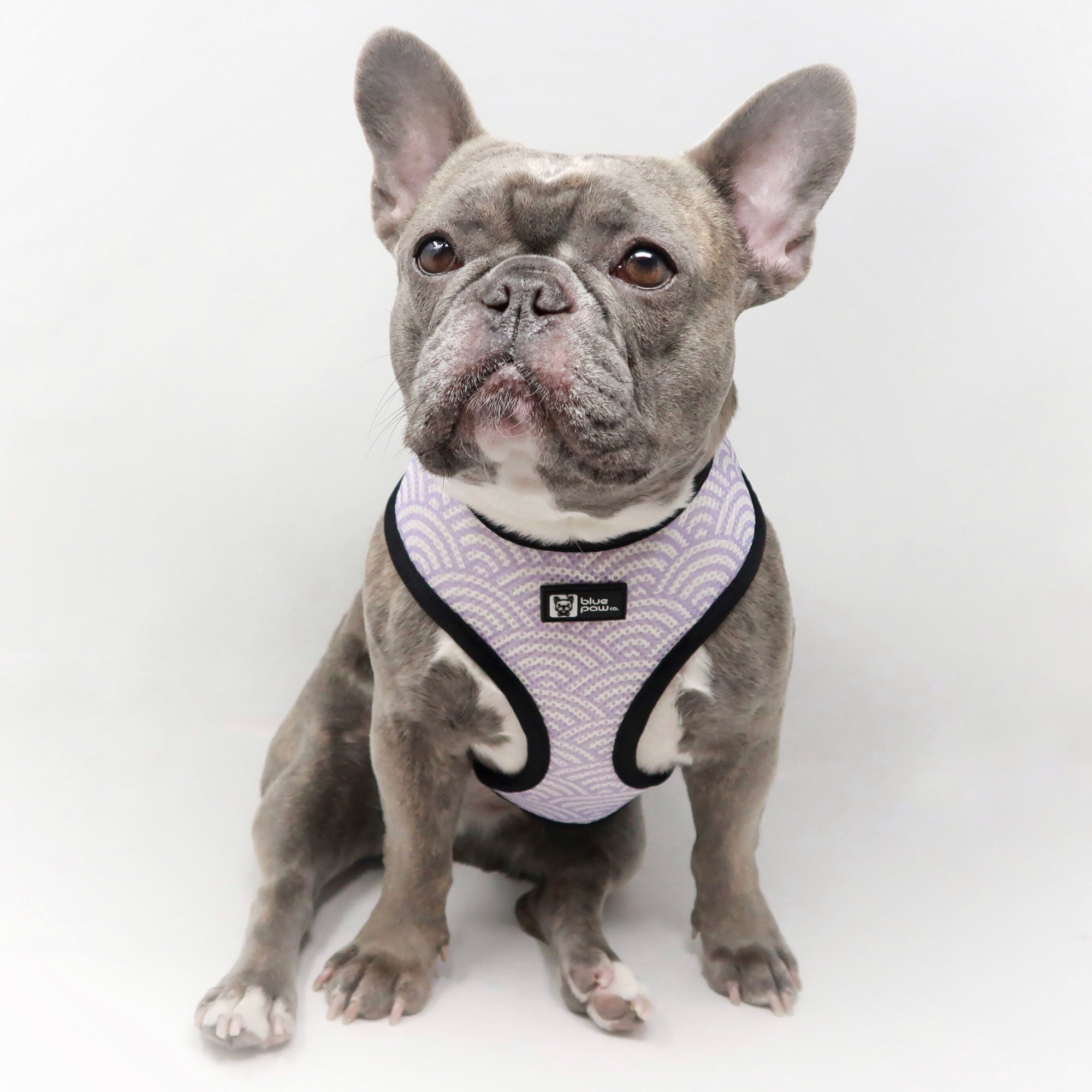 Reversible Dog Harness - Frosty Feet (Blue Paw Co. - FINAL SALE)