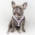 Reversible Dog Harness - Frosty Feet (Blue Paw Co. - FINAL SALE)