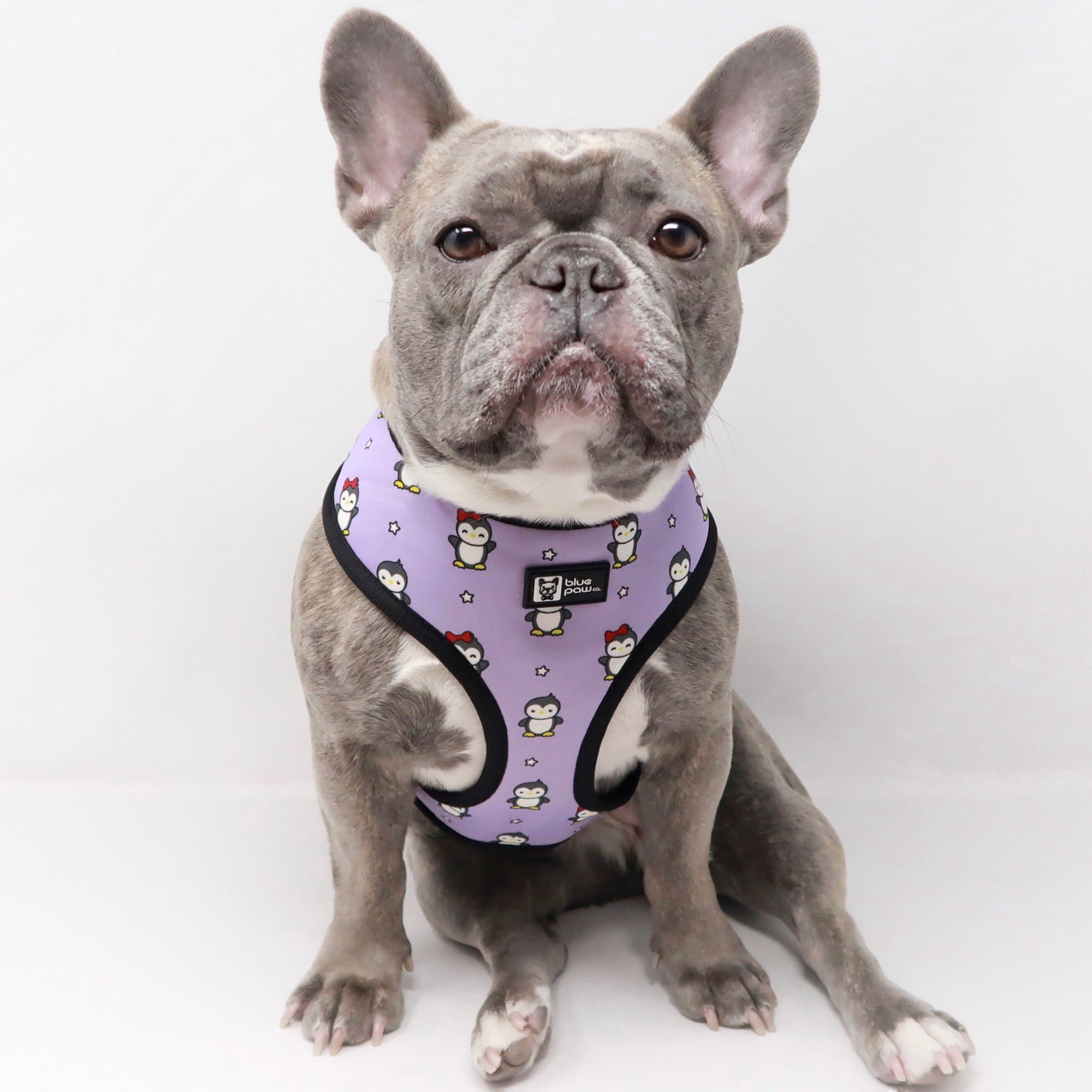Reversible Dog Harness - Frosty Feet (Blue Paw Co. - FINAL SALE)