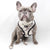 Reversible Dog Harness - Combat Camo (Blue Paw Co. - FINAL SALE)