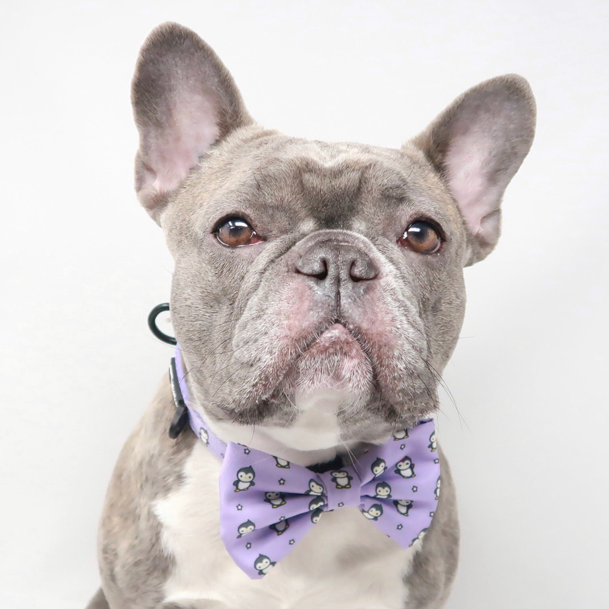 Dog Bow Tie - Frosty Feet - Blue Paw Co.