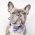 Dog Bow Tie - Frosty Feet - Blue Paw Co.