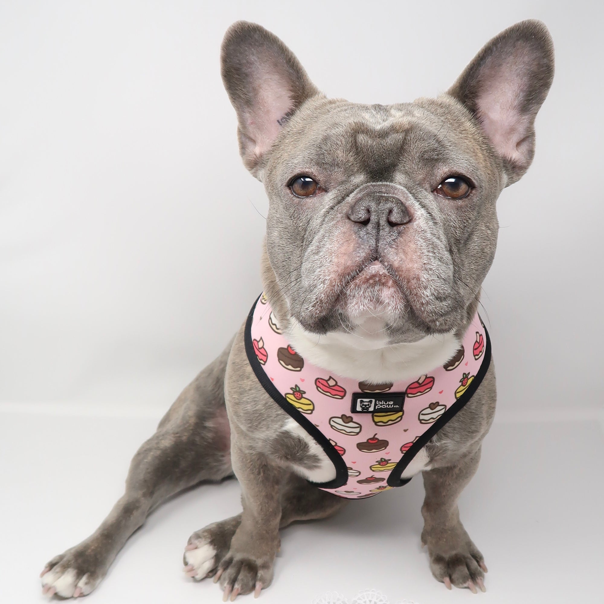 Reversible Dog Harness - Piece Of Cake (Blue Paw Co. - FINAL SALE)