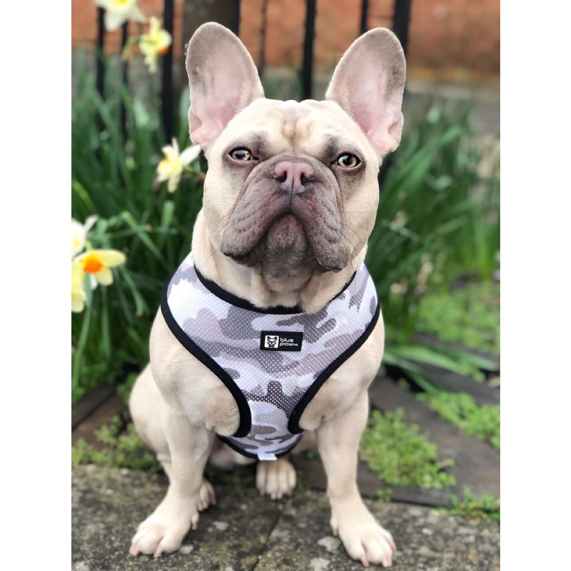 Reversible Dog Harness - Combat Camo (Blue Paw Co. - FINAL SALE)