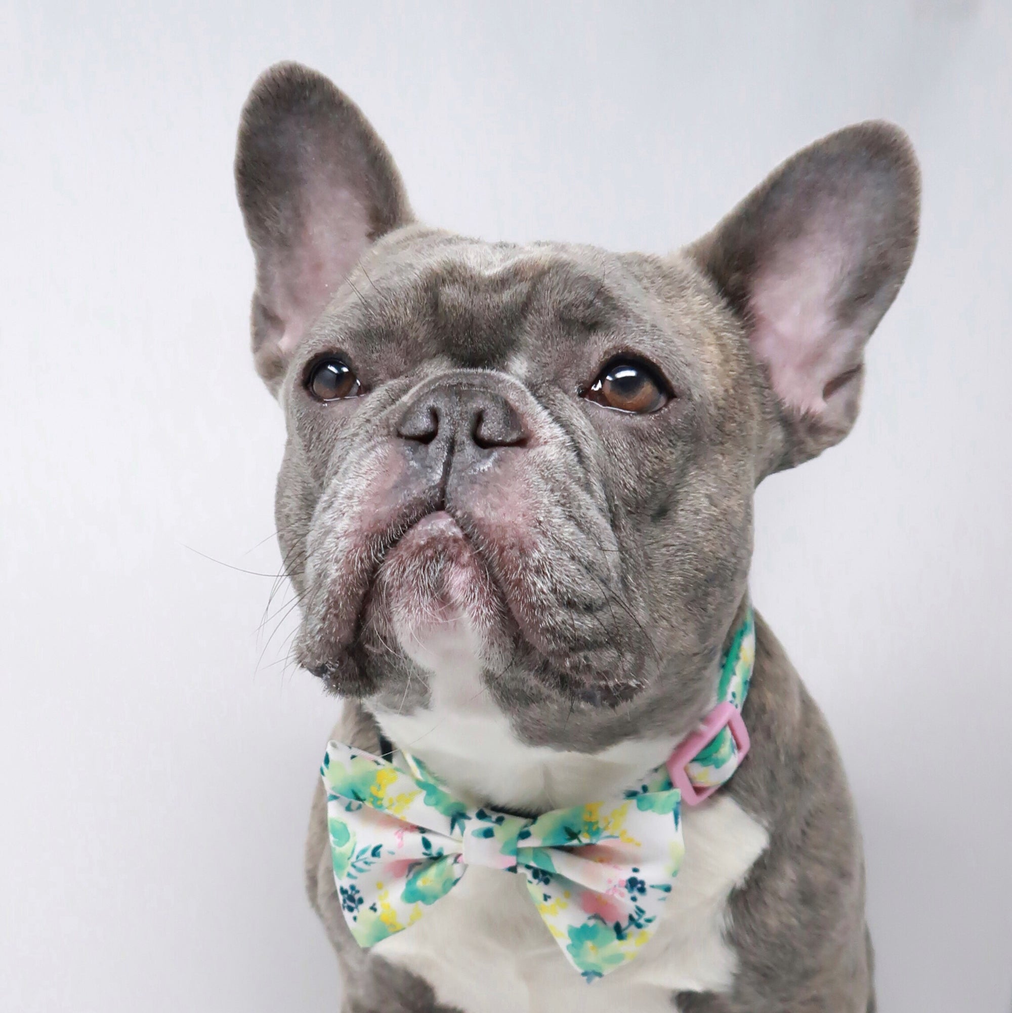 Dog Bow Tie - Sweet & Simple - Blue Paw Co.