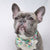 Dog Bow Tie - Sweet & Simple - Blue Paw Co.