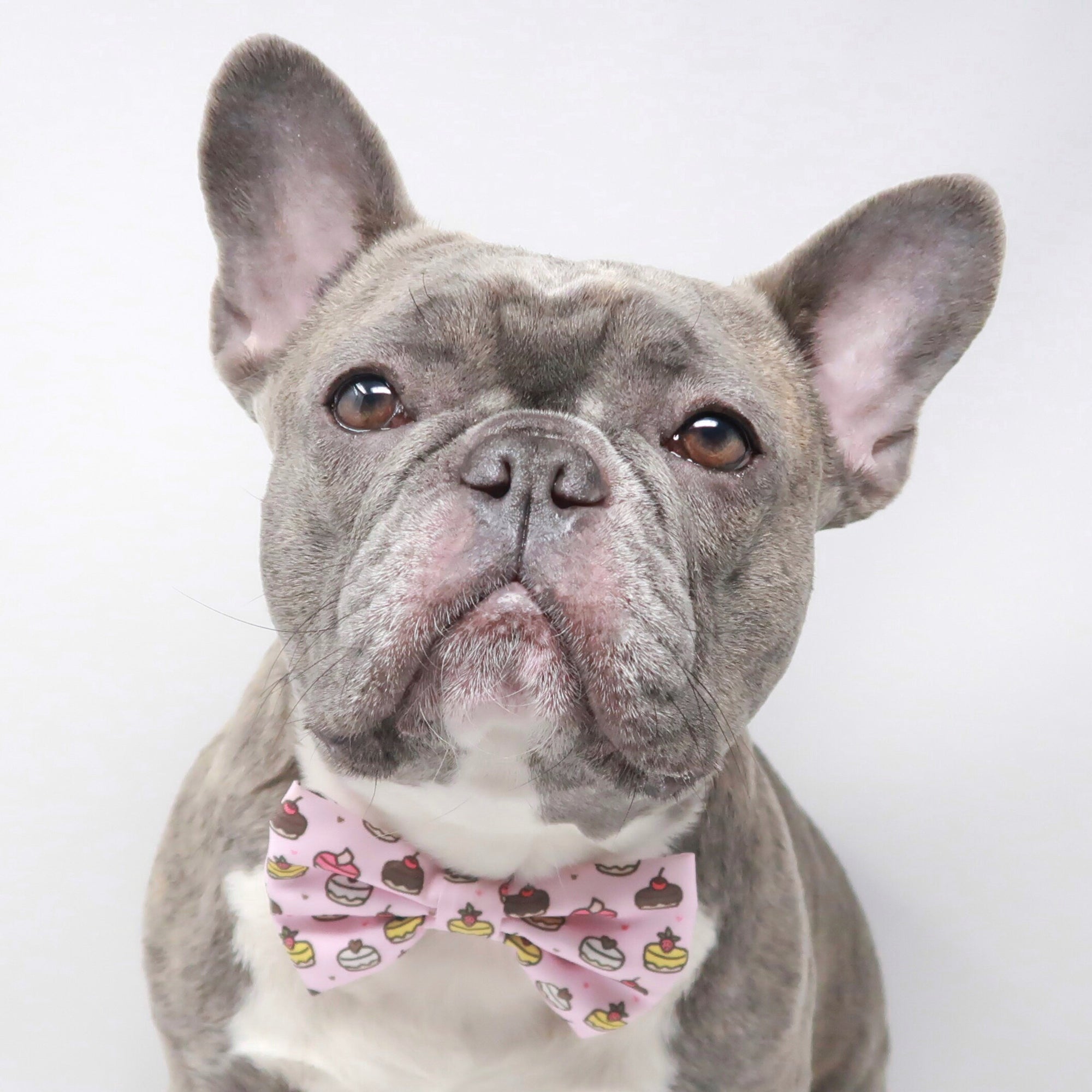 Dog Bow Tie - Piece Of Cake - Blue Paw Co.
