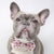 Dog Bow Tie - Piece Of Cake - Blue Paw Co.