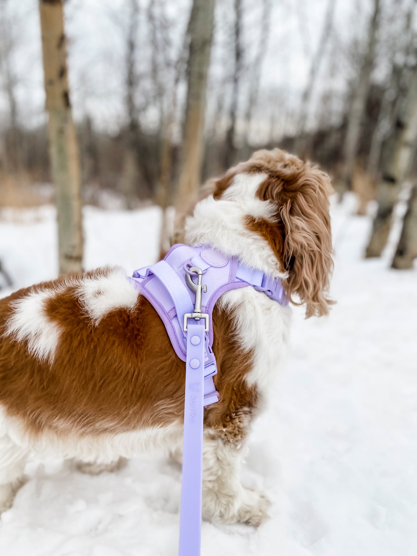 Waterproof PVC Dog Leash - Lilac (Final Sale)