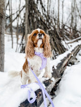 Exploration Lite No-Pull Dog Harness - Lilac (Final Sale)
