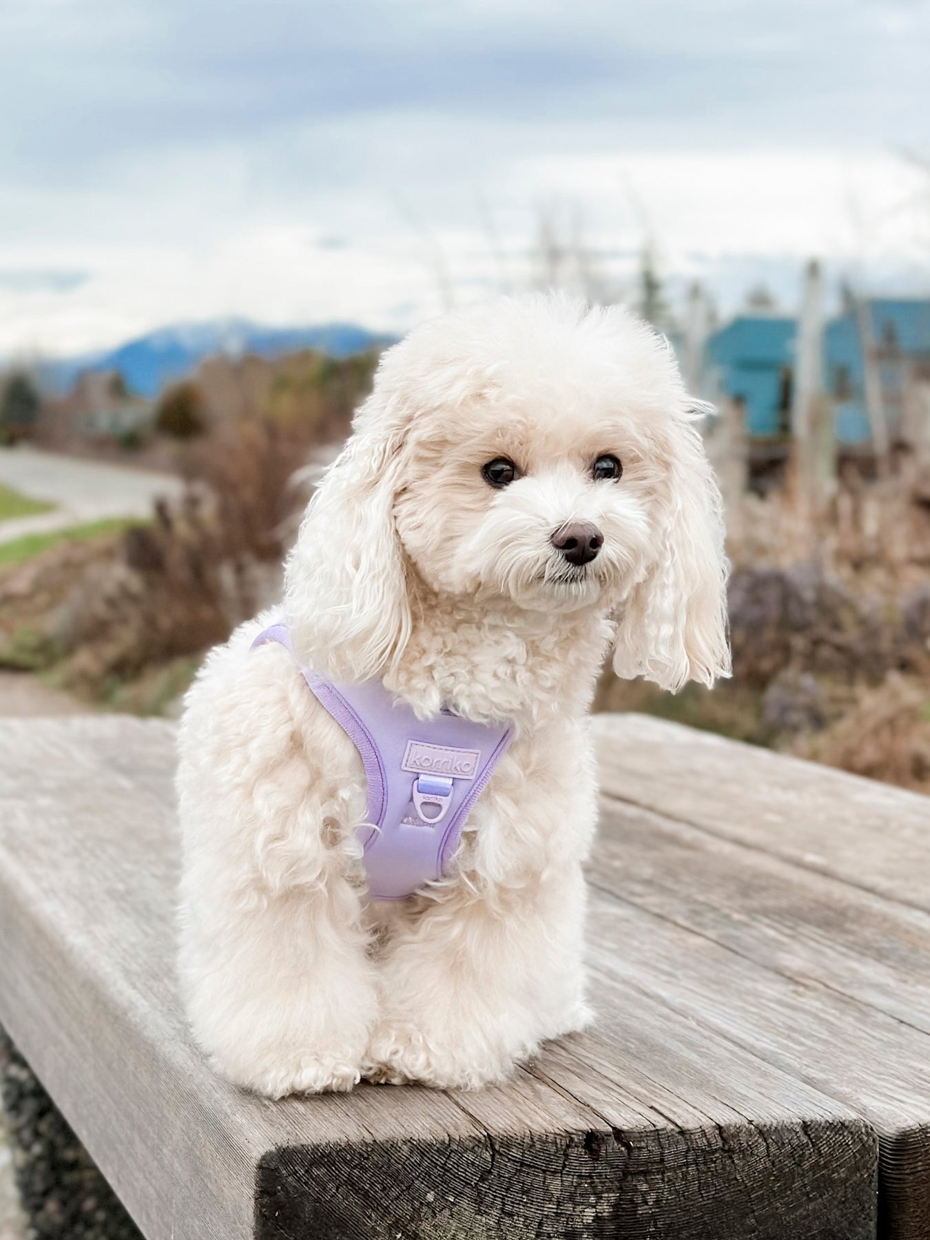 Step-In Dog Harness - Lilac (Final Sale)