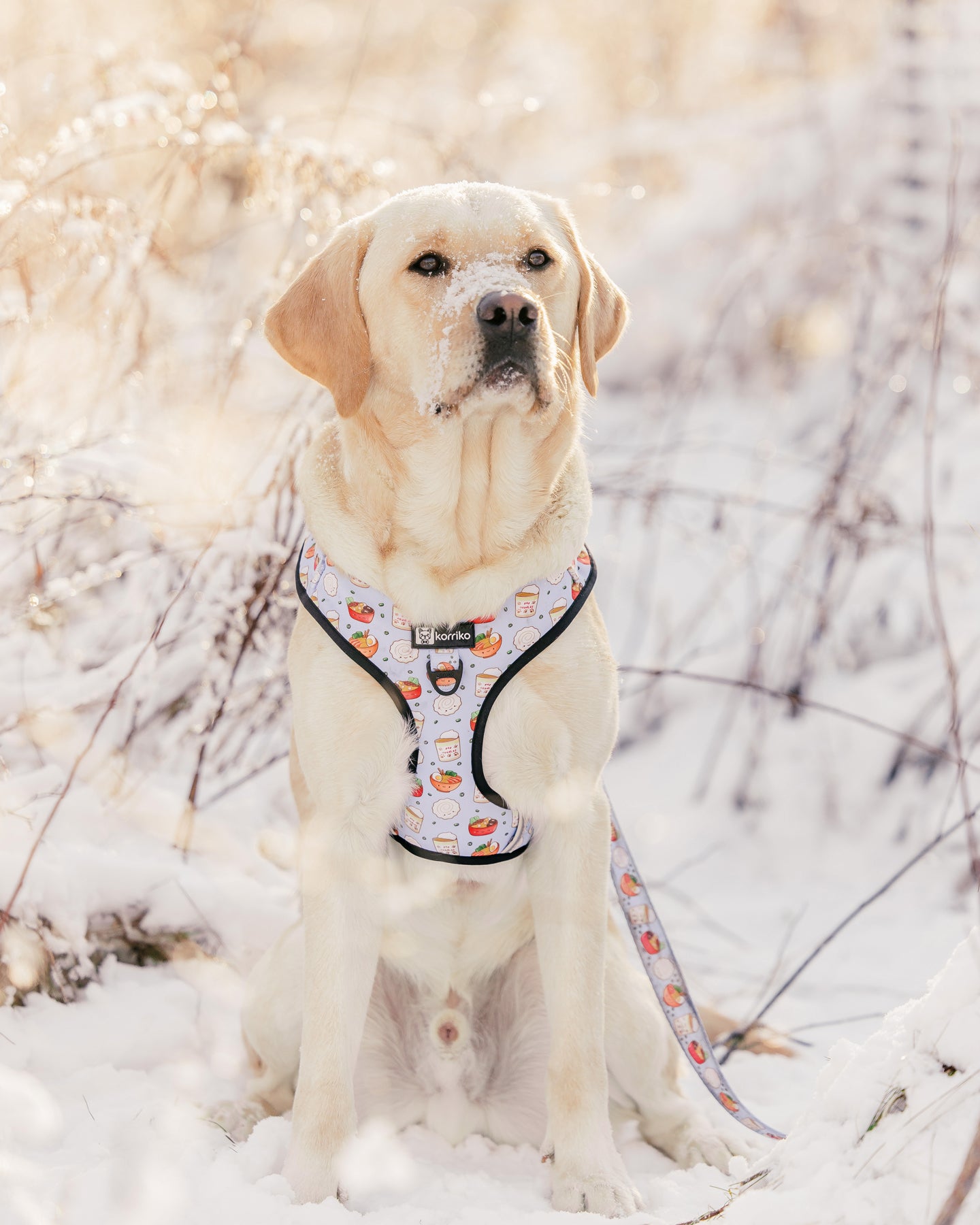 Adjustable Dog Harness - Ramen (Final Sale)