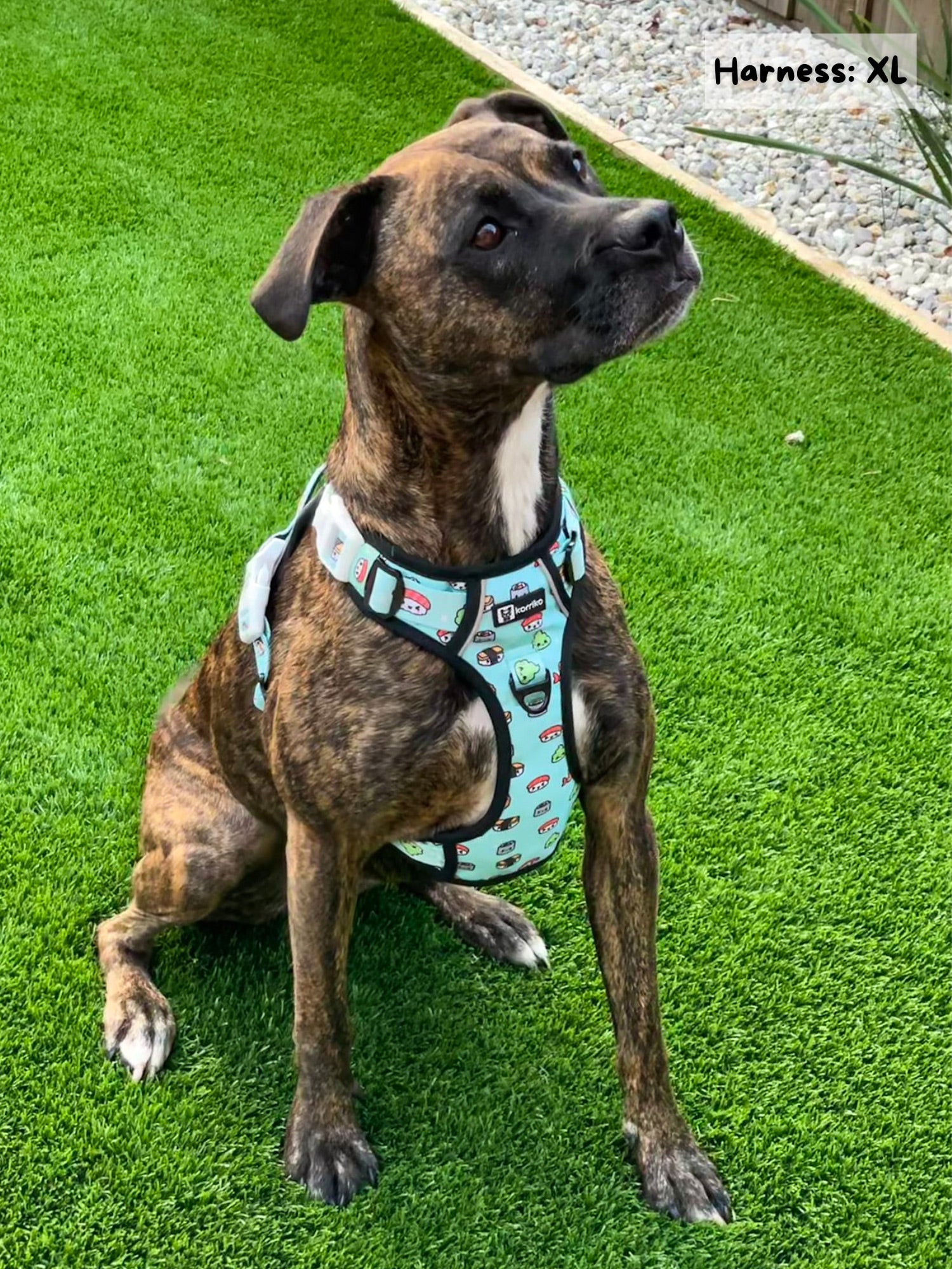 Exploration Lite No-Pull Dog Harness - Sushi