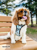 Exploration Lite No-Pull Dog Harness - Sushi