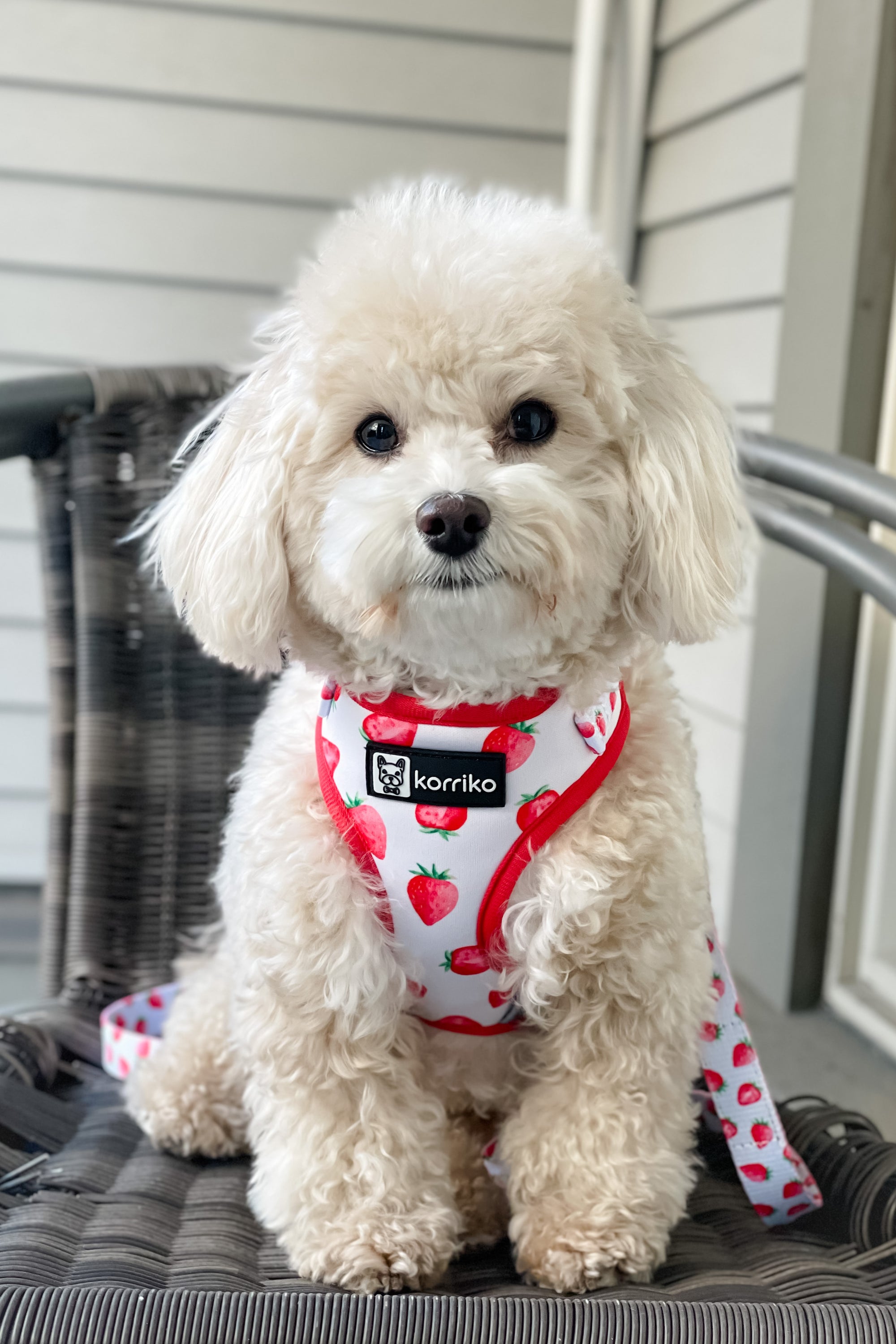 Adjustable Dog Harness - Strawberries & Cream