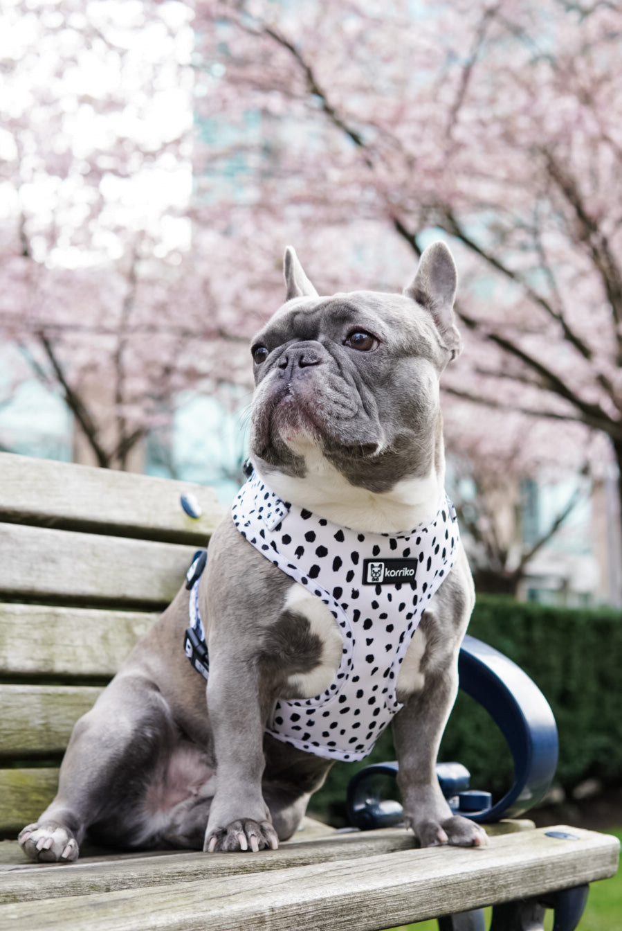 Adjustable Dog Harness - Spotted (SECONDS - FINAL SALE)